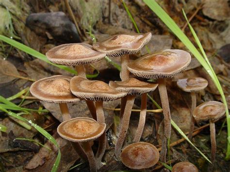Magic mushrooms idago